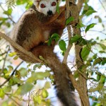 1. Crowned Lemur