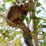 1.-Crowned-Lemur1