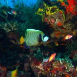1. Emperor Angelfish