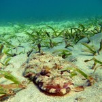 10. Indian Ocean Crocodilefish