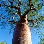 11. Baobab