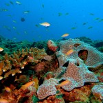 11. Exterior reefscape