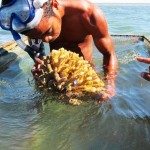 11.-Monitoring-the-sustainability-of-the-local-aquarium-trade2