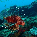 12. Lionfish