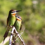 12. Madagascar Bee-eaters