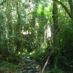 13. Ranomafana National Park