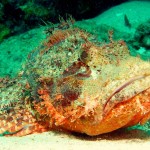 13. Scorpionfish