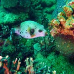 14. Black Spotted Pufferfish