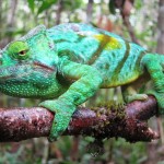 14. Chameleon