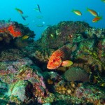 15. Coral Hind Grouper