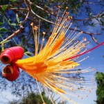 16. Baobab Flower