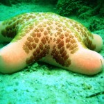 16. Chloriaster spp. Seastar