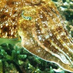 17. Cuttlefish