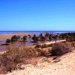 17. Mangroves