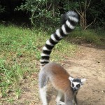 17. Ringtailed Lemur