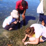 17. Seagrass monitoring