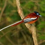 18. Madagascar Paradise Flycatcher
