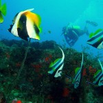 18. Masked and Longfin Bannerfish