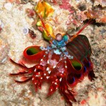 19. Peacock Mantis Shrimp
