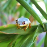 19. Tree Frog
