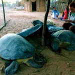 19. Turtle fishery monitoring