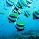 2. Longfin Bannerfish