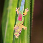 2. Madagascar Day Gecko