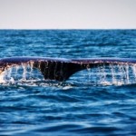 20. Humpback Whale