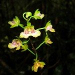 20. Orchid