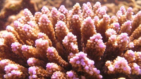 26.01.06-rose_garden_fun_dive-0901
