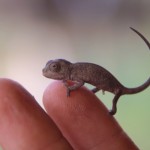 3. Brooeksia spp.Cameloen