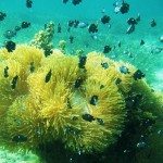 3. Three-spot Dascyllus with Anemone