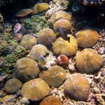 4. Fungia spp. coral