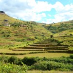 4. Rice paddies