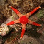 5. Fromia spp. Seastar