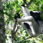 5. Indri Lemur