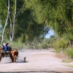 5. Locals driving zebu cart