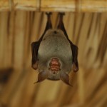 6. Bat