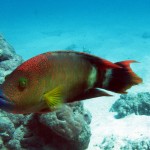 6. Tripletail Wrasse