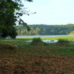 7. Ankarafantsika National Park