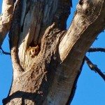 7. Mouse Lemur