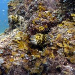 7. Snowflake Moray Eels
