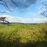 8. Ankarafantsika National Park