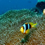 8. Madagascar Anemonefish