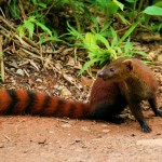 8. Ring-tailed Mongoose