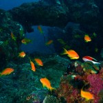 9. Lyretail Anthias