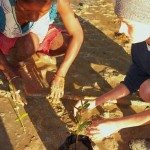 9. Mangrove replantation
