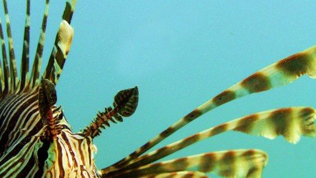 Pterois-miles41