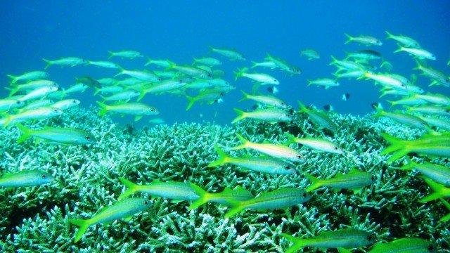 Schooling-goatfish2