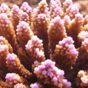 Acropora coral